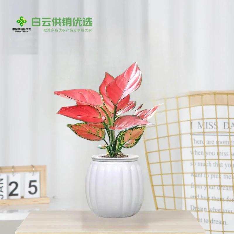 吉利红室内绿植吸甲醛净化空气桌面好养四季寓意北欧解压招财盆栽