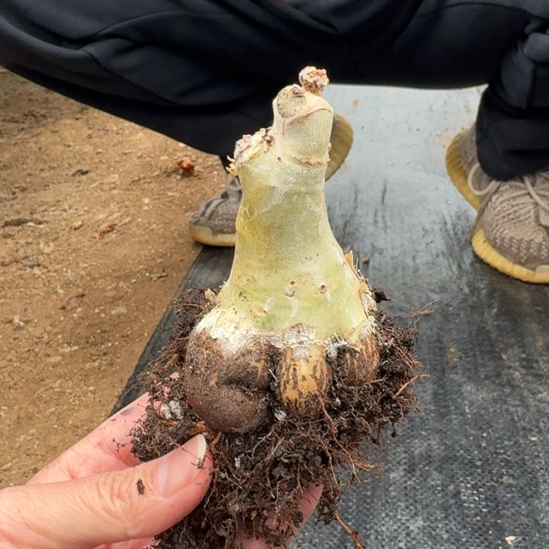 祖提葡萄翁一物一拍