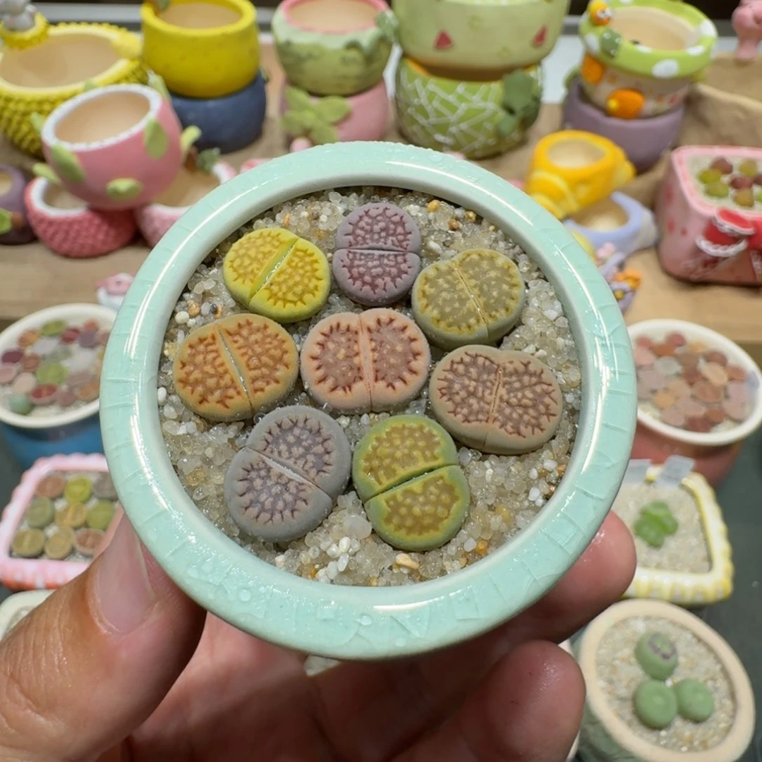 蘑菇212巴厘彩拼巴厘