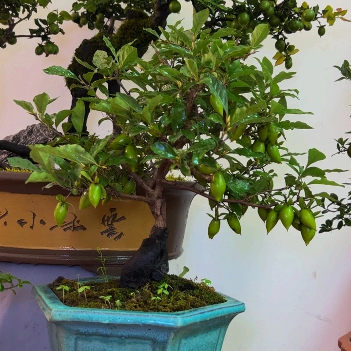 完全开放金弹子盆景一物一拍