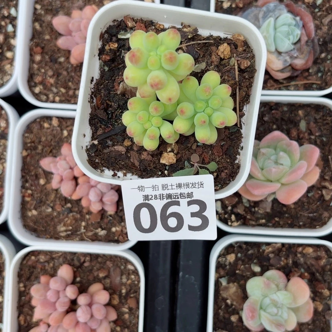 c***o果冻乙女心多肉多肉多肉