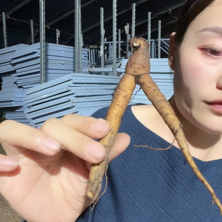 当前无花栽培后可以开花典雅香槟1芽