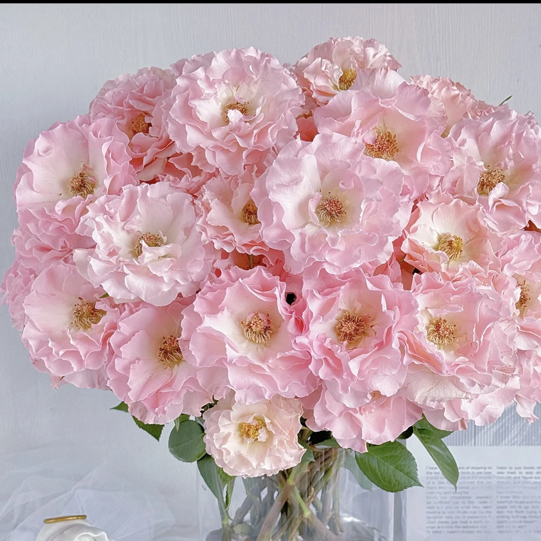 人鱼公主（任意两单包邮，一单需要补运费）