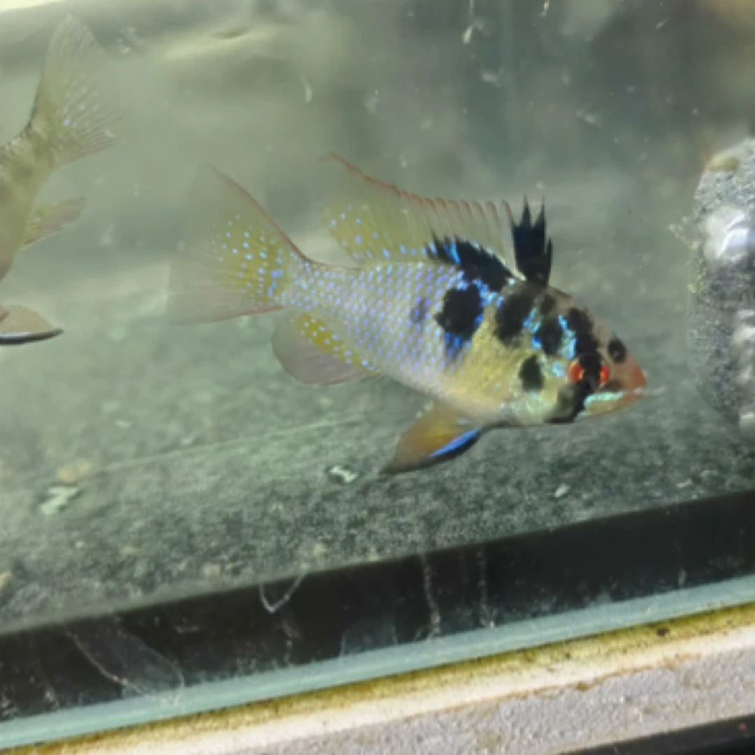 皮瓦斯荷兰凤凰 德系荷兰凤凰 热带鱼观赏鱼小型鱼草缸短鲷活体