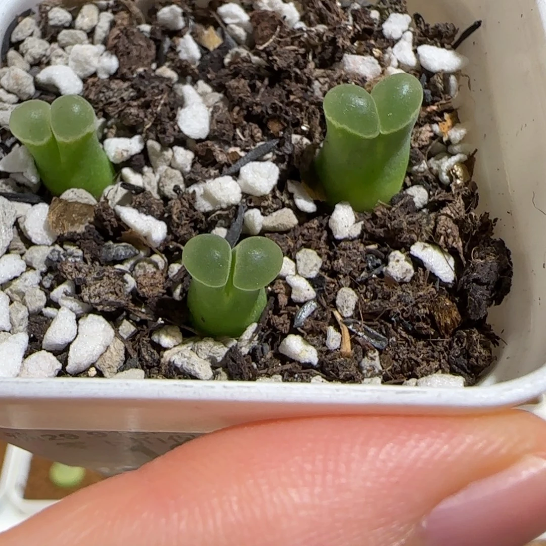 肉锥多肉植物组合-极窗一盆1405