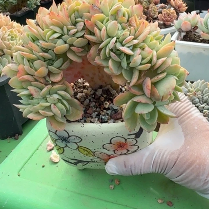 旺***仙碧桃板子朵朵缀精品包邮
