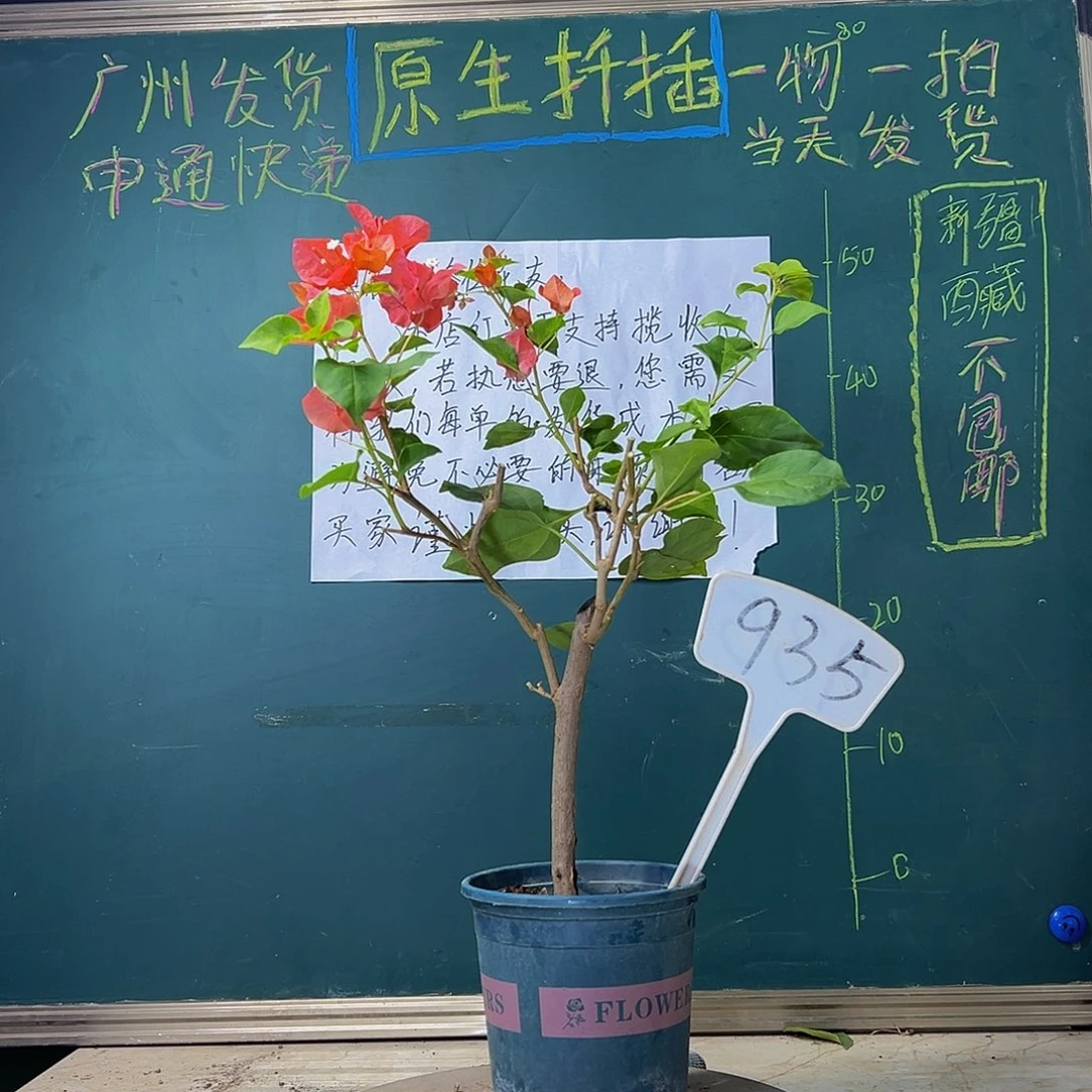 当前无花栽培后可以开花 暗斑夕阳红 935