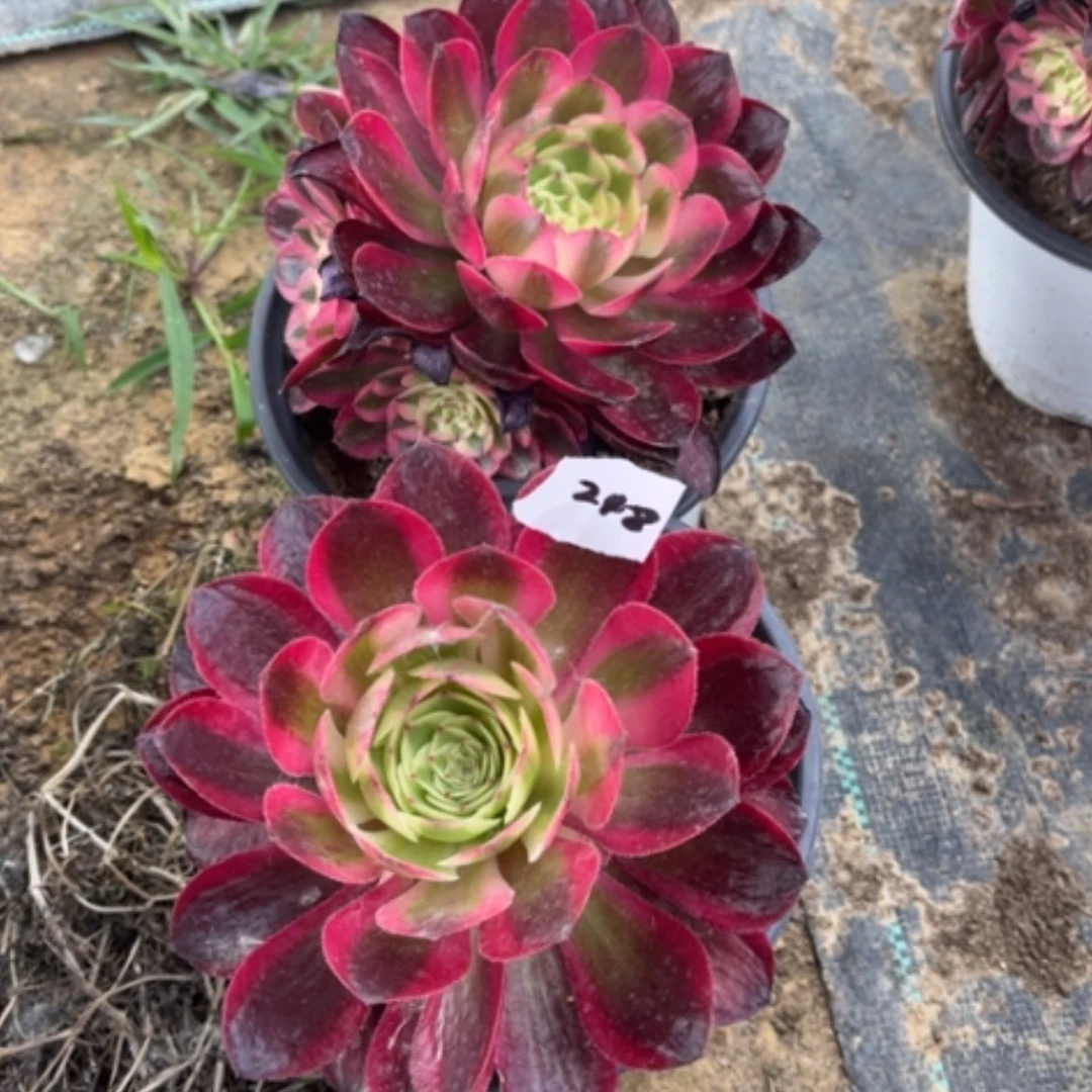 【闪购商品】248荔枝多肉法师