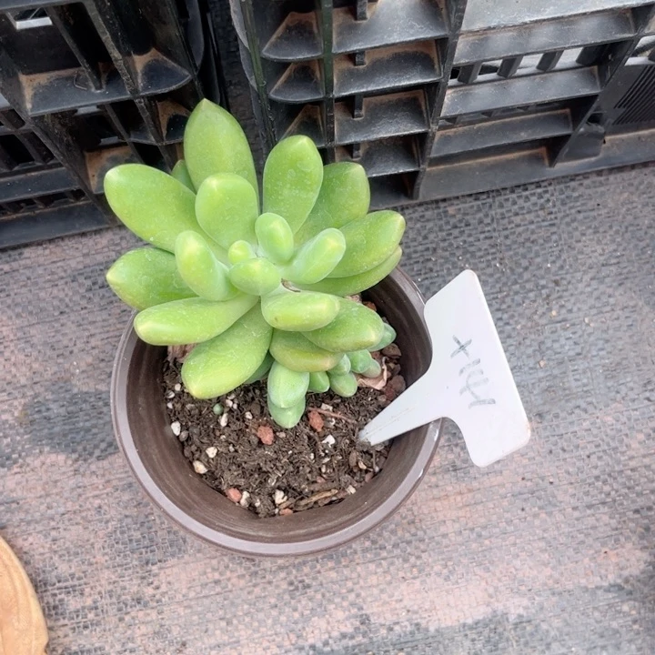 晨语多肉一物一拍+141