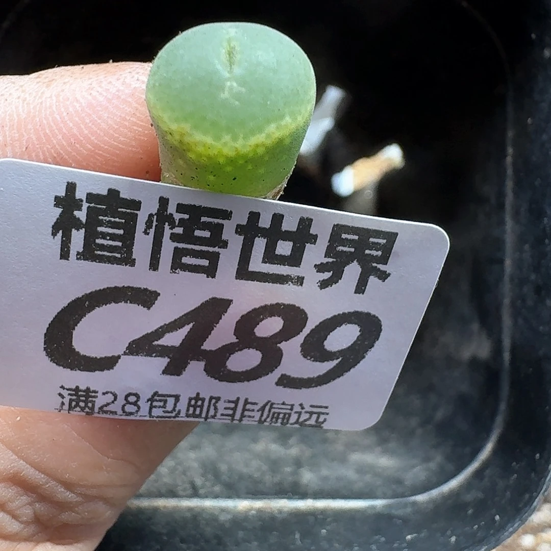 多肉W的润泽的润泽fgb