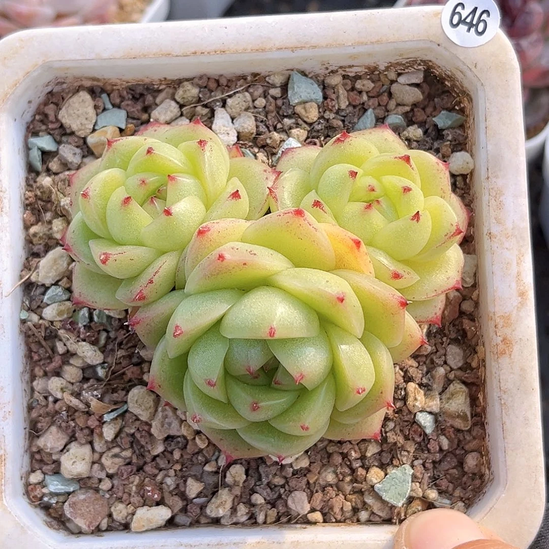 646  绿豆沙珍妮多肉不包整