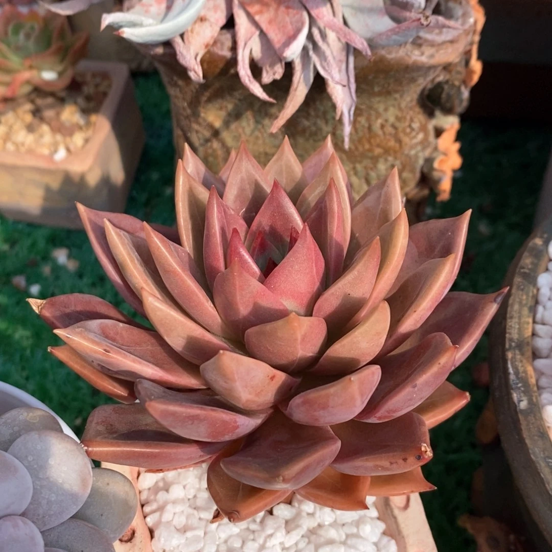 红唐卡多肉植物盆栽