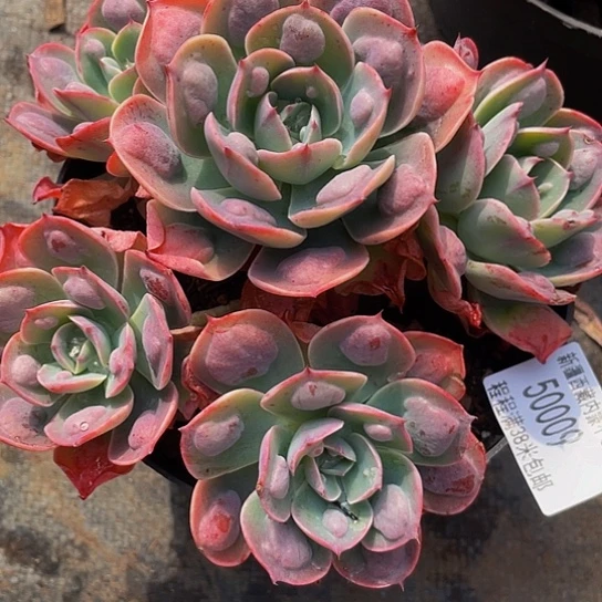 百*果雨滴50009多肉