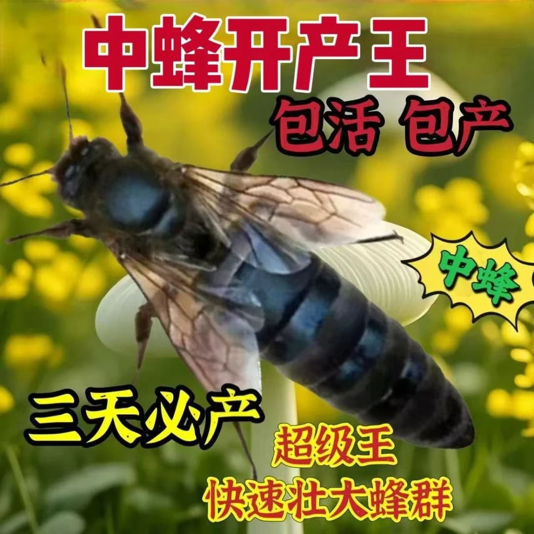 中蜂阿坝中蜂王、四川麻王(开产中蜂王中蜂蜂王种王出售蜜蜂养蜂