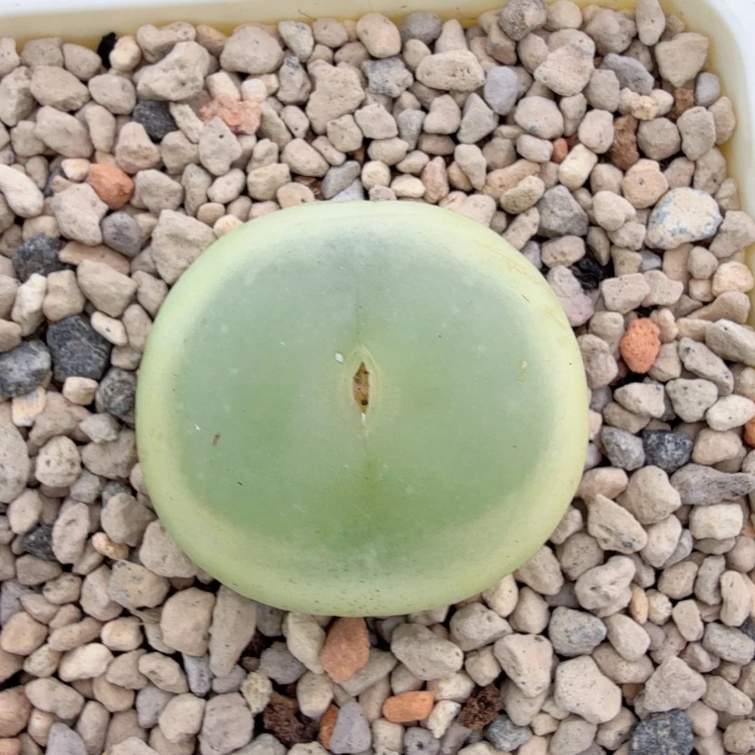 桃尻娘 3公分 12-13-L31