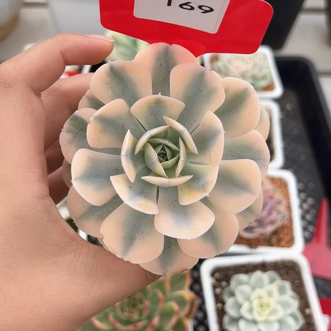 169号鲁士石莲锦多肉植物