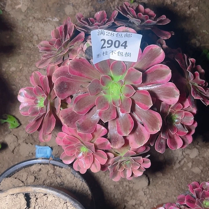 2904美杜莎多肉植物