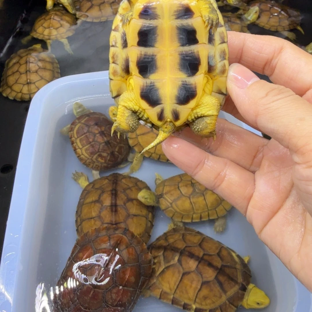 瑶***风公母搭配宠物龟背甲5.5