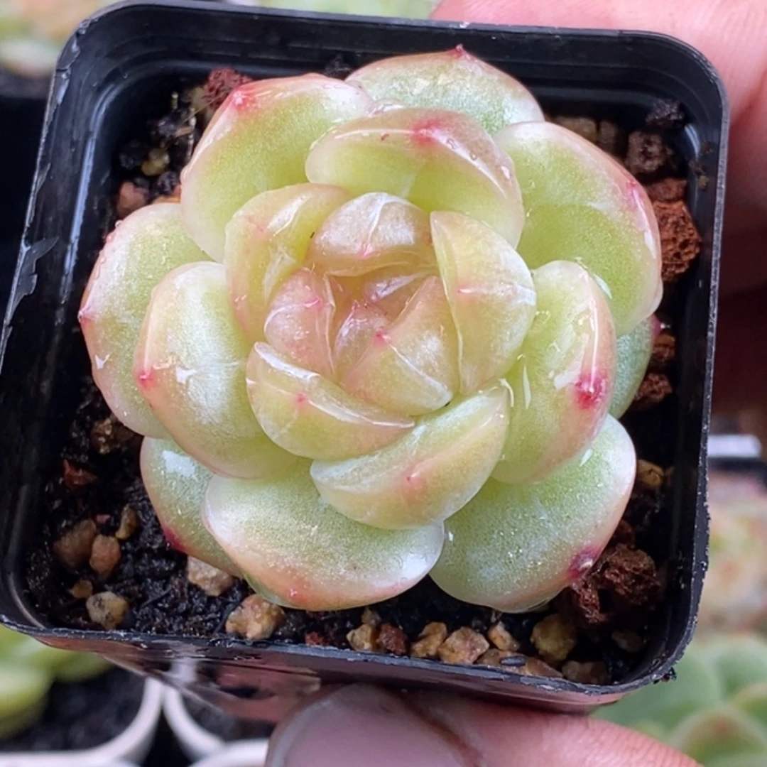 天官赐福百无禁忌