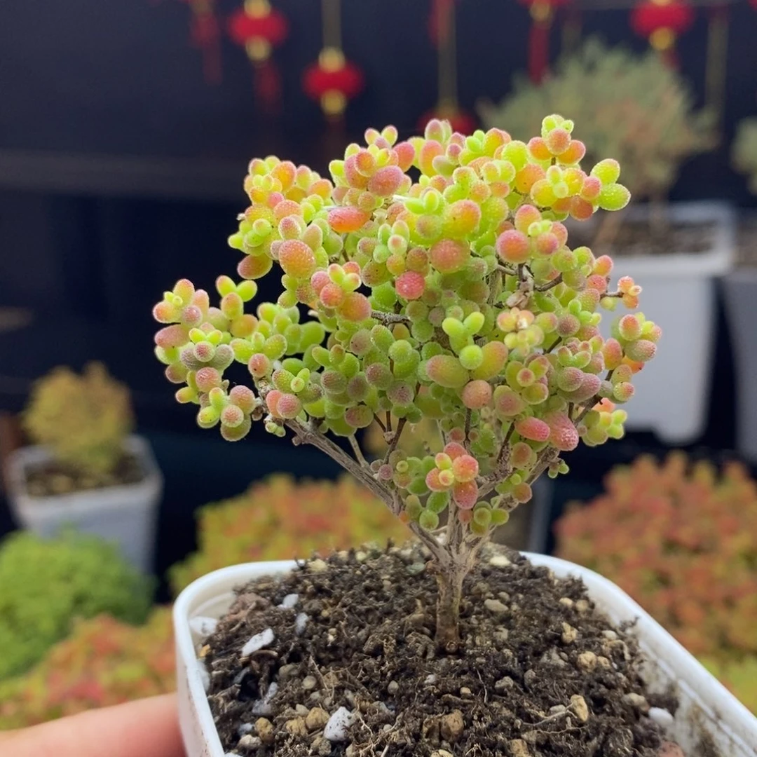 152号蜜橘糖球枝干多肉