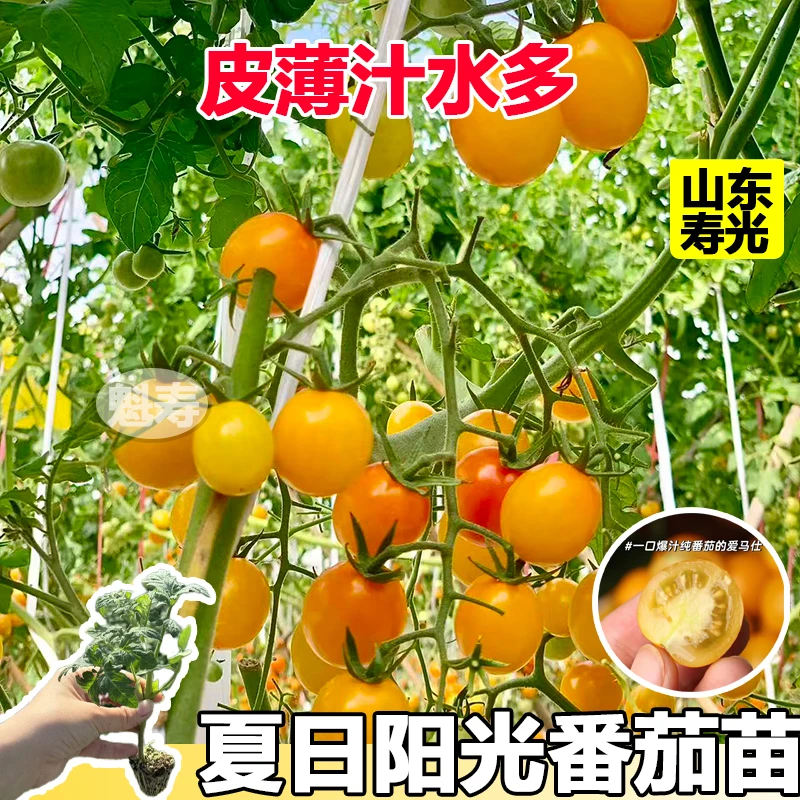 超甜皮薄夏日阳光圣女果苗秧西红柿种子春秋四季番茄苗小柿子苗