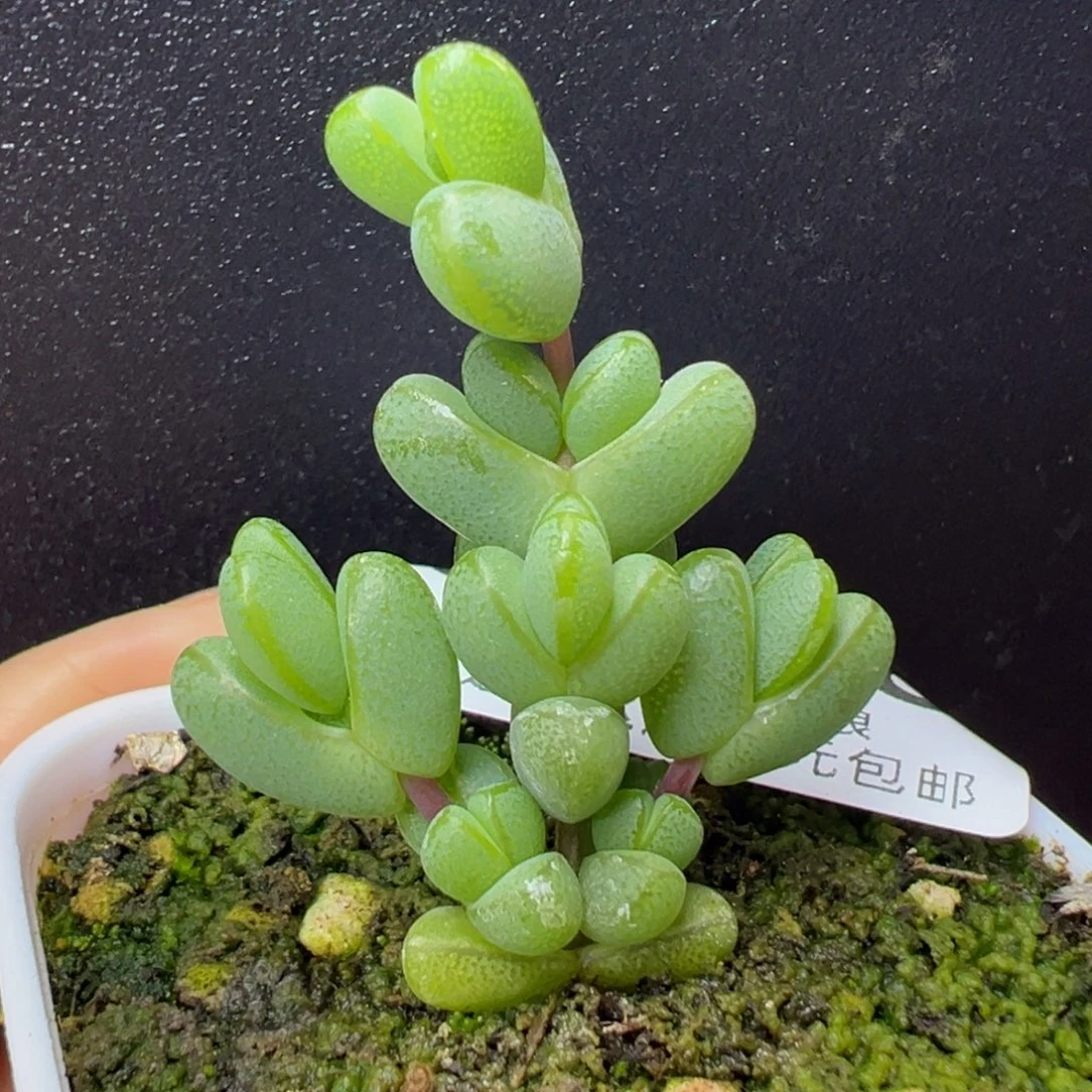 u856小老桩元宝冠幅3.3cm