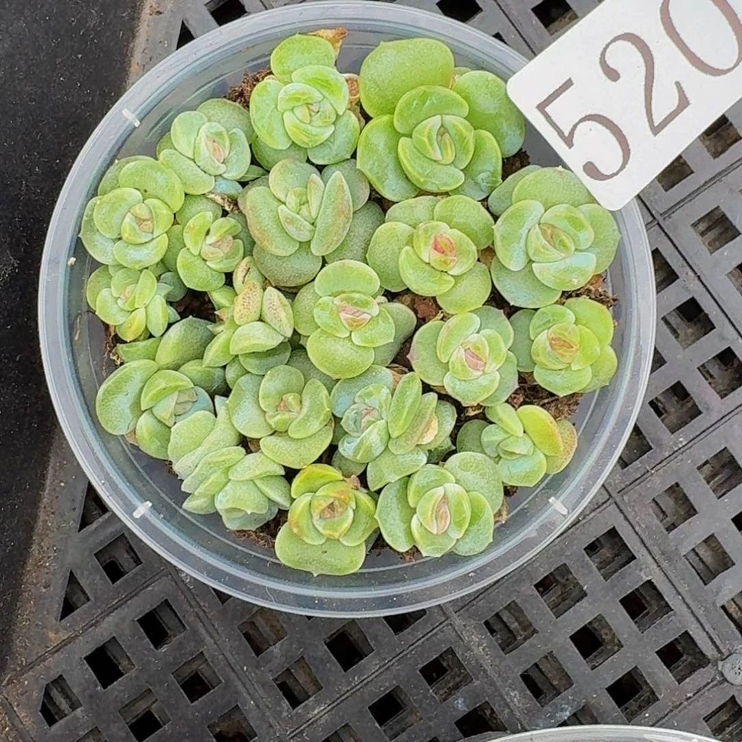 多肉植物多肉植物520
