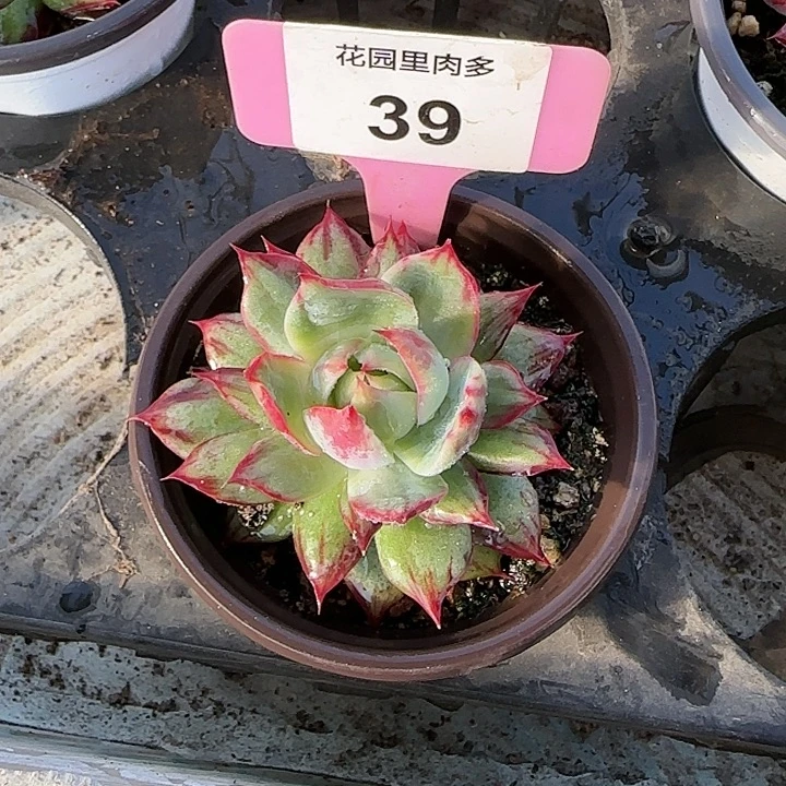 Ⅰ***瑶39 惊鸿仙子多肉植物6-9cm