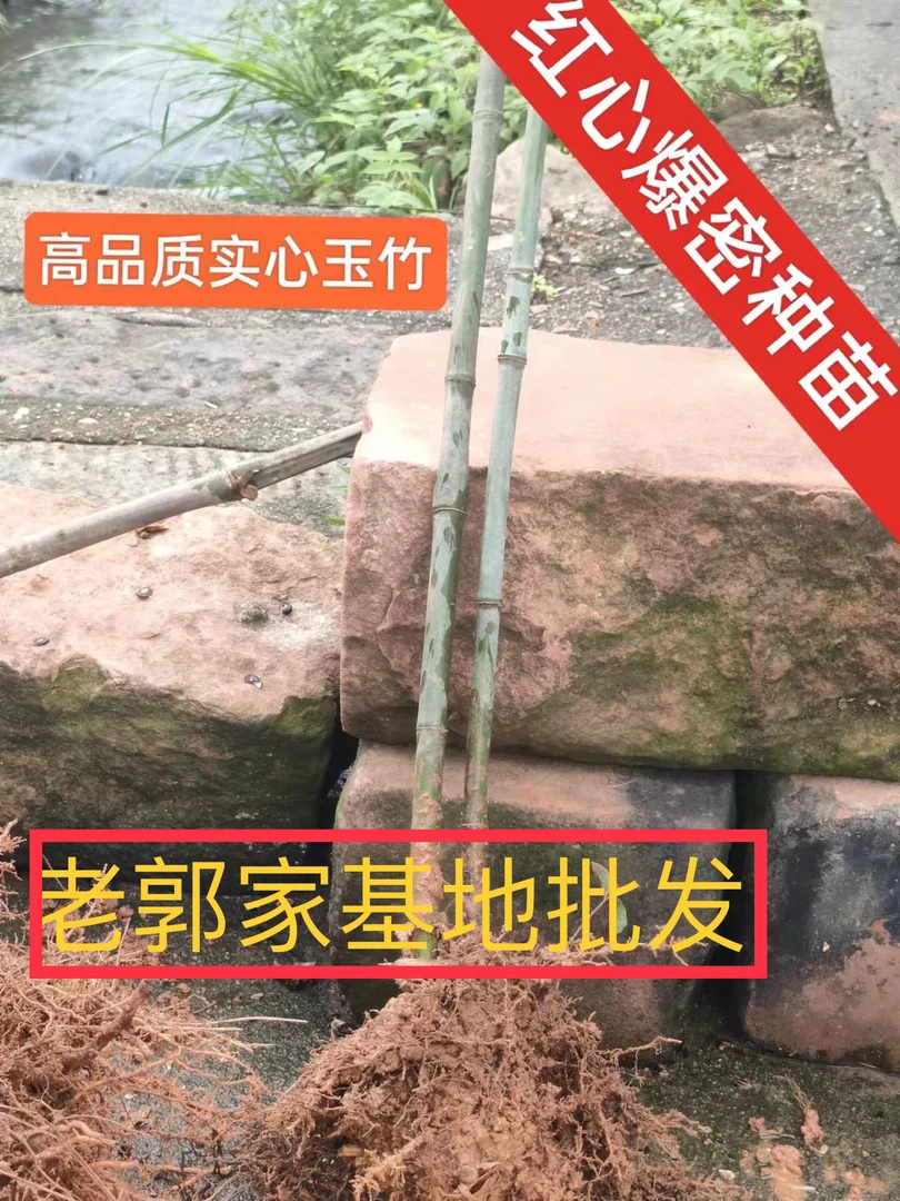 【老郭家】正宗红心爆密基地种苗【惊爆价】一颗