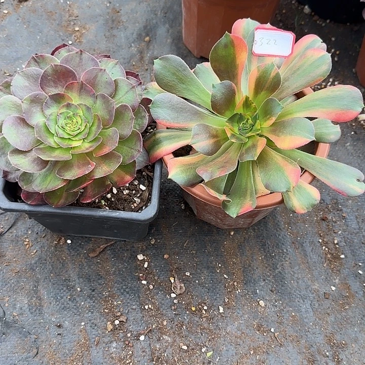 晴***海两颗七彩多肉植物0322