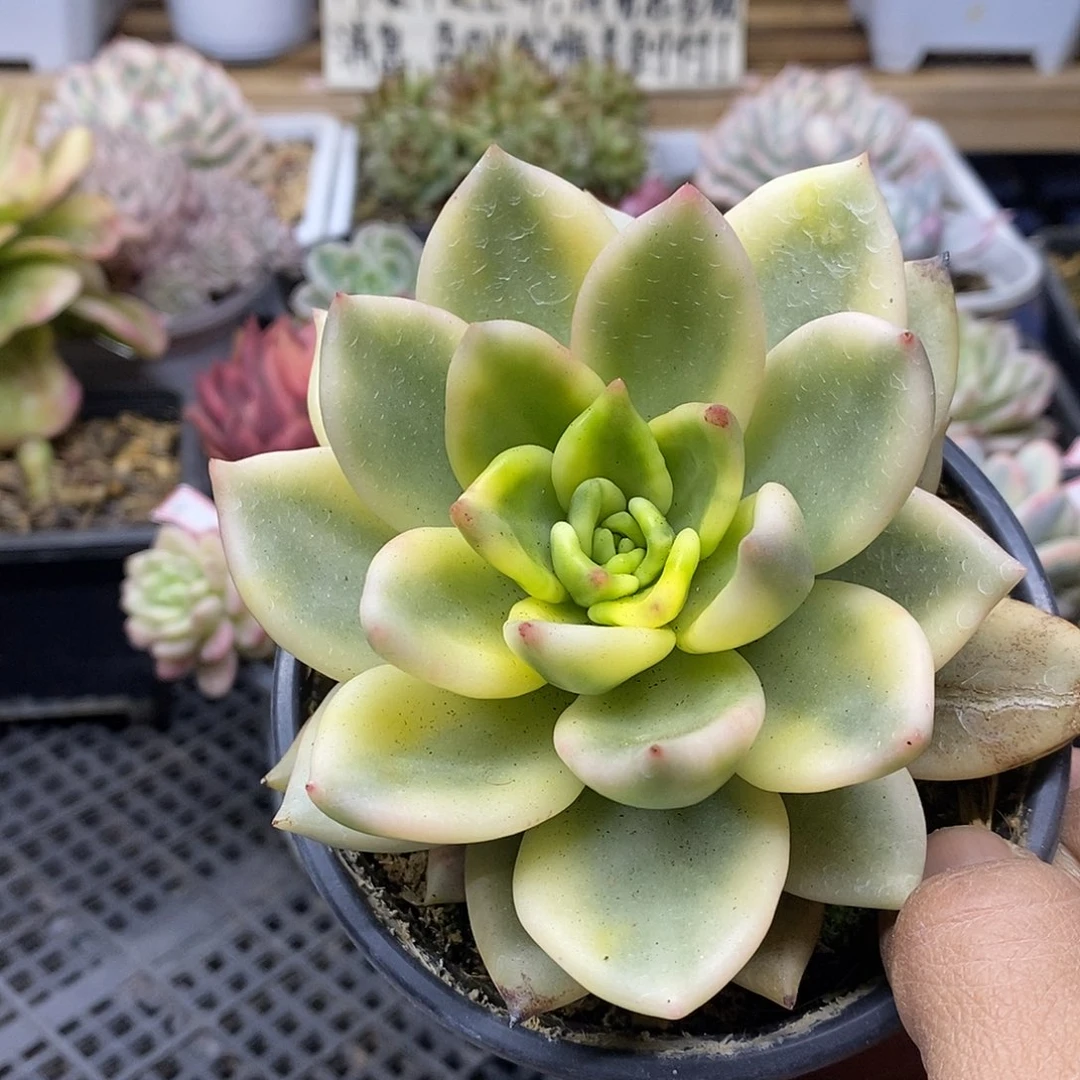 0231 大祝之松锦 需延时发货