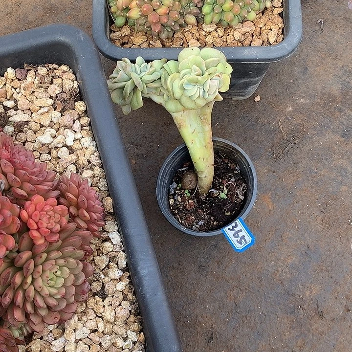 365可爱玫瑰 一物一拍多肉