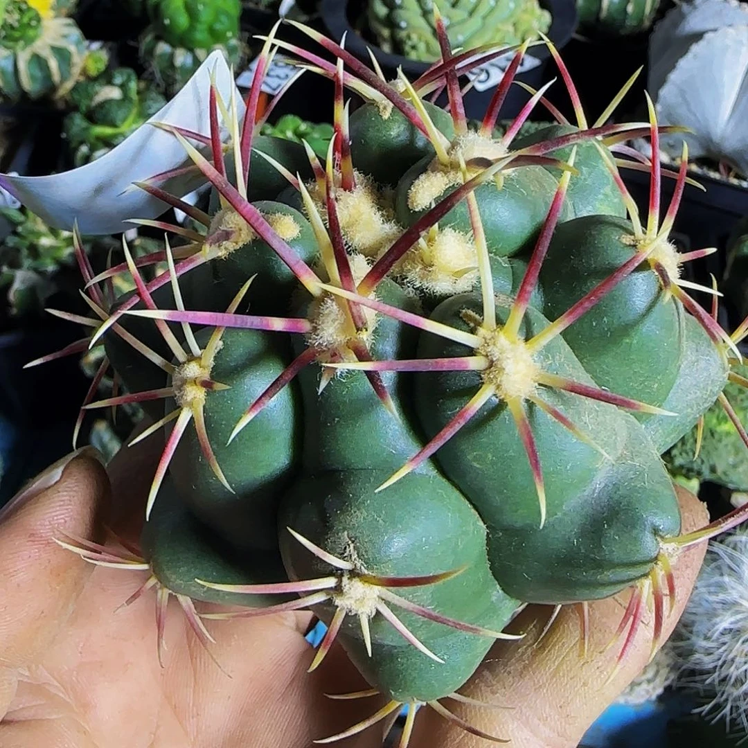 胖*旁大红鹰067仙人球