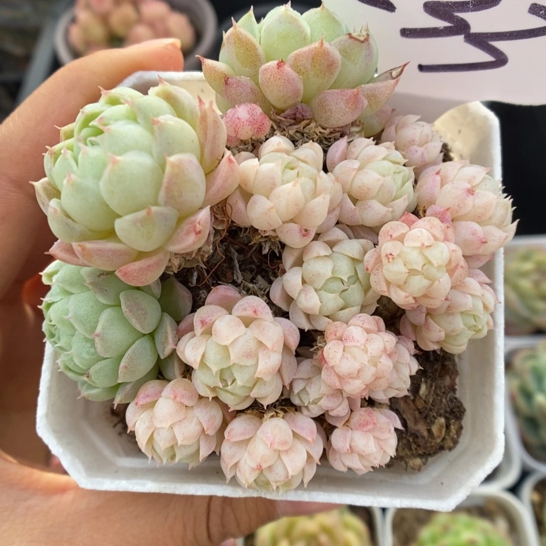 羊脂球群生533号。