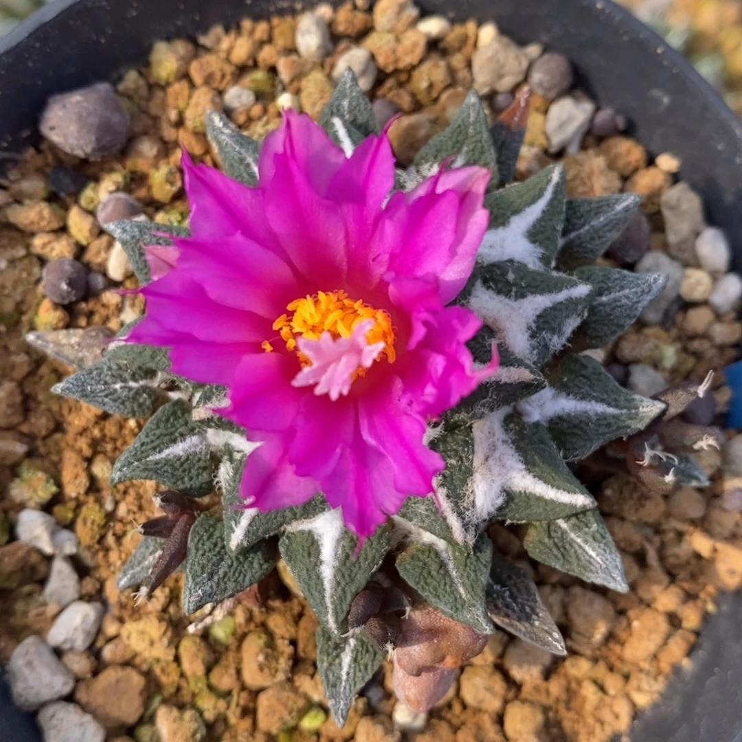 实生带石化黑牡丹福利