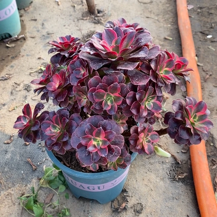 美杜莎50多肉植物