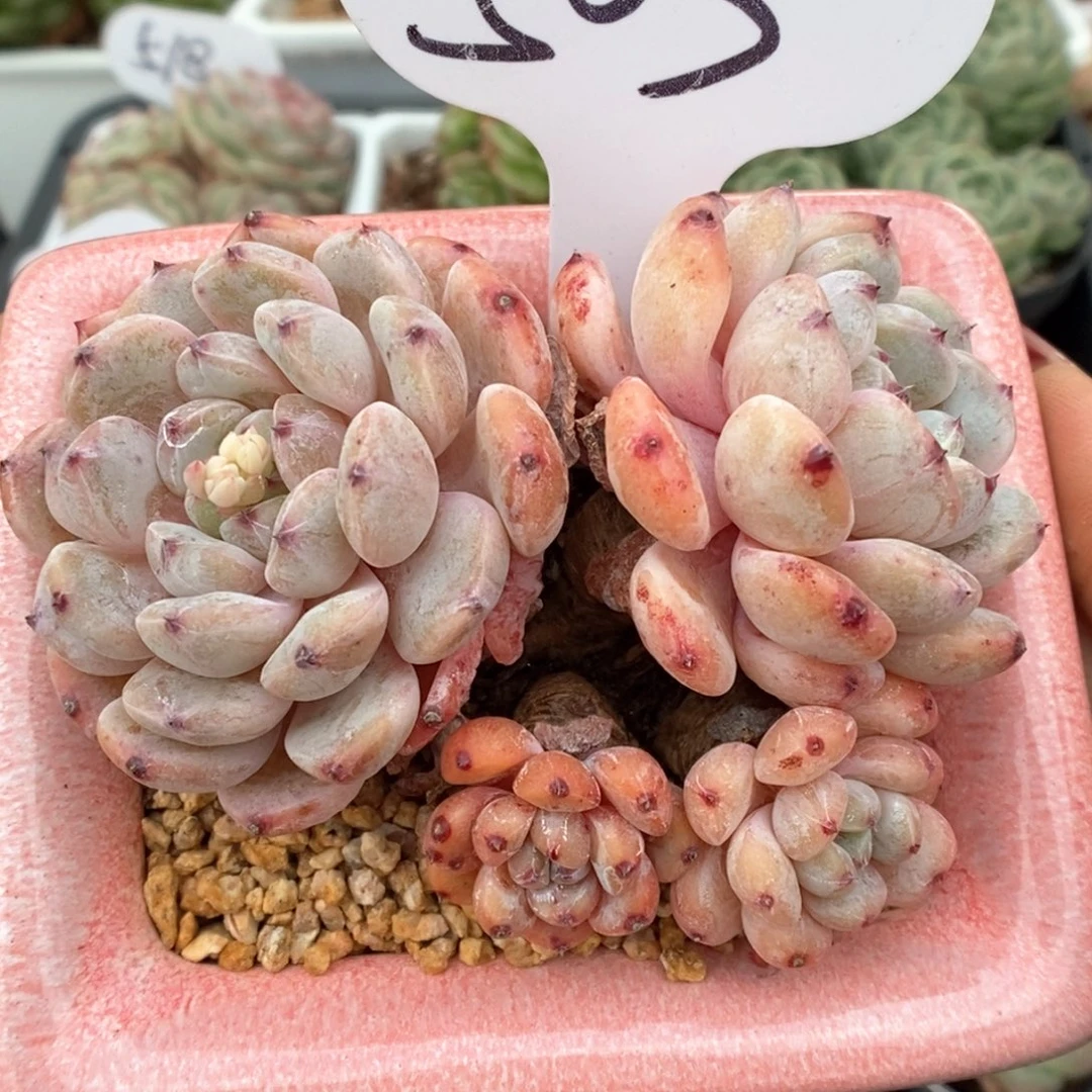 老桩雪爪群生503号