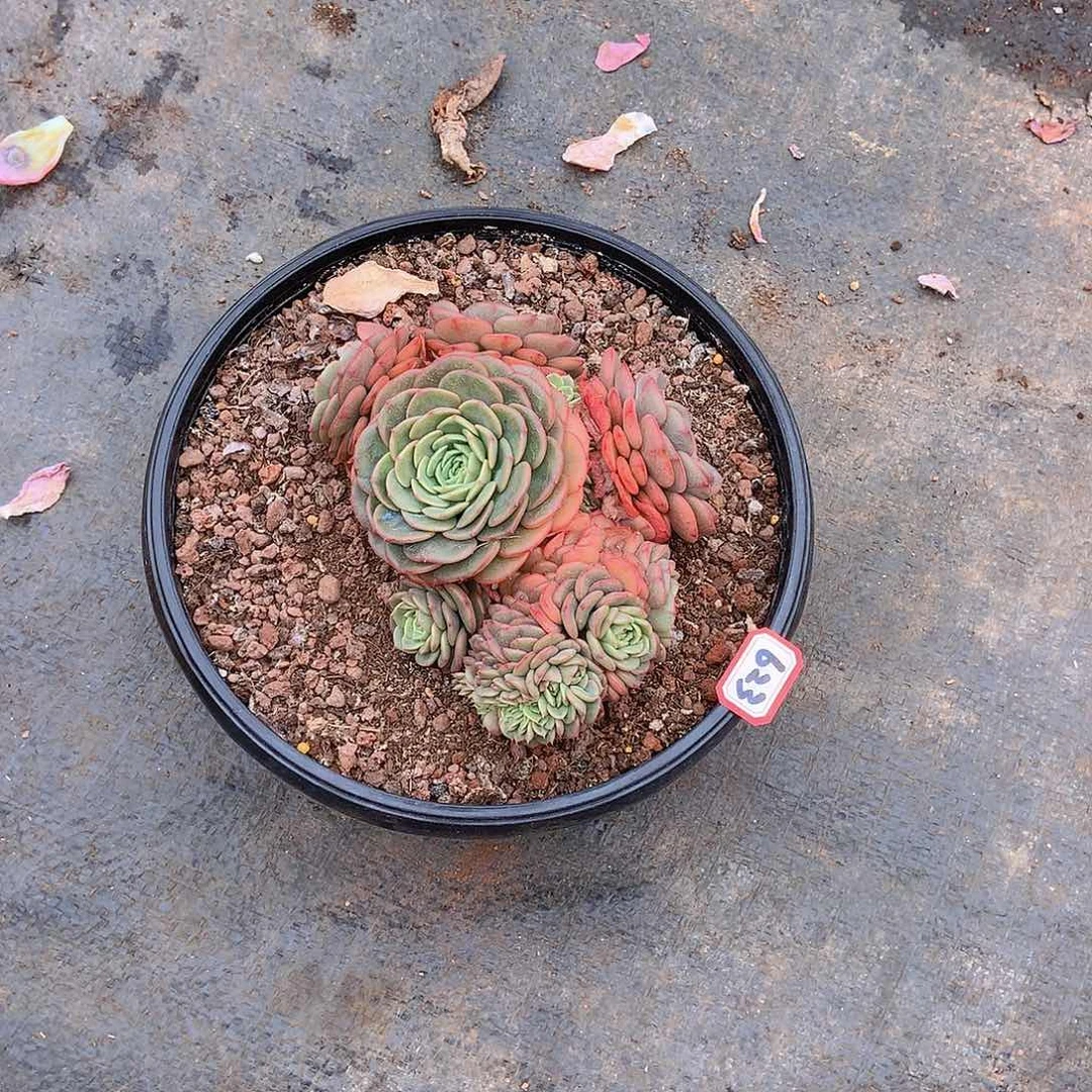 一物一拍多肉家里宝贝惊喜623