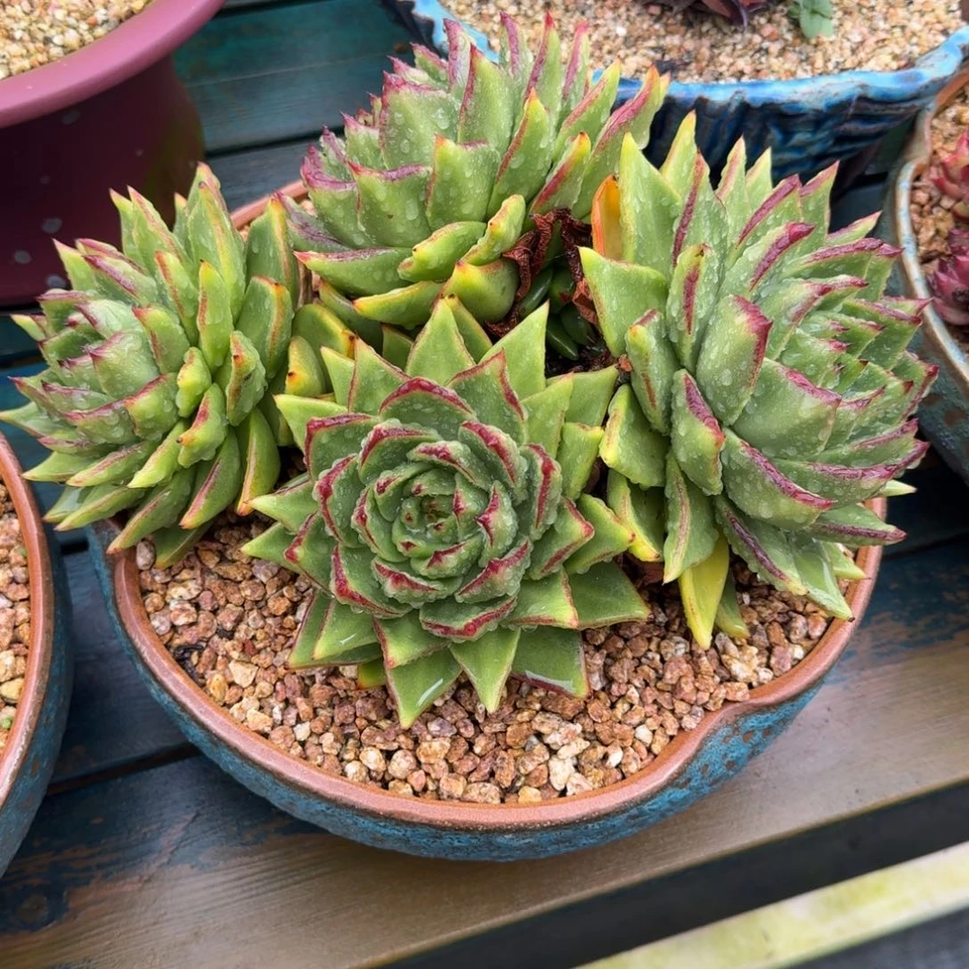 从前慢多肉精选编号1109.88888