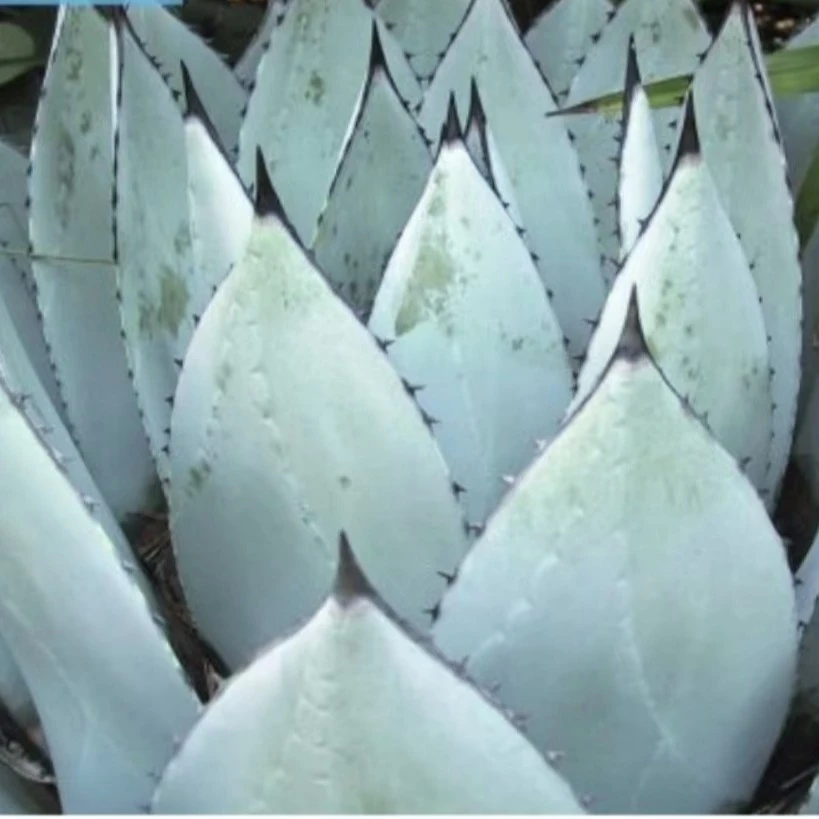 虚空藏韦克菲尔德种子Agaveparryi var.huachucensis'Wakefield