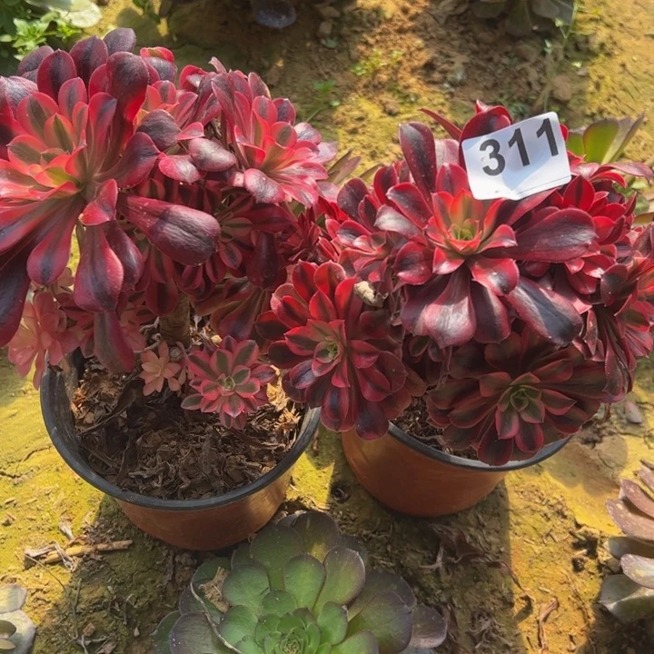 红*美杜莎2颗多肉植物311砍头