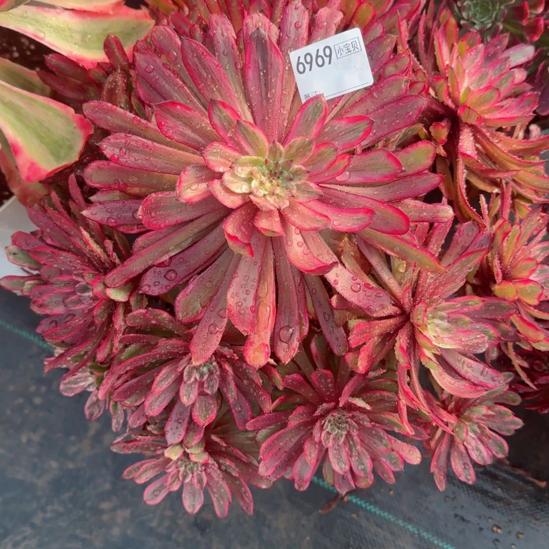 简****36969紫霞多肉多肉