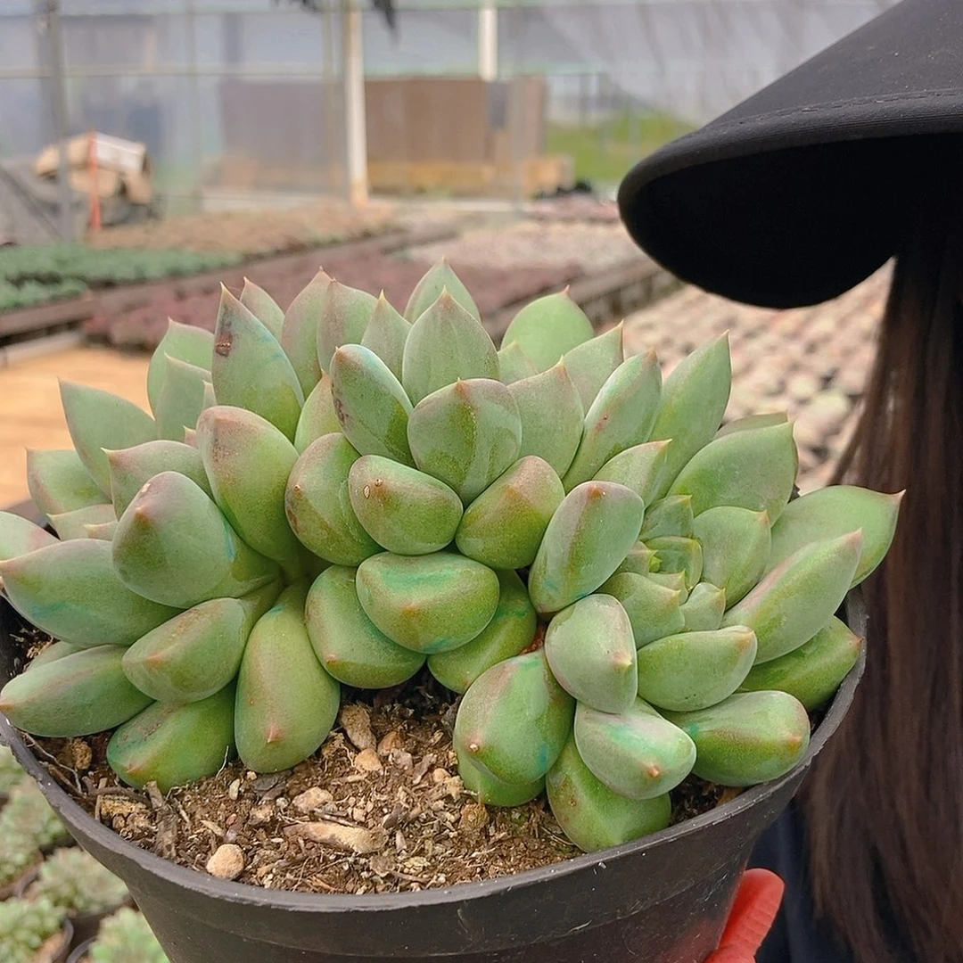 胖体红象牙3头随机发货