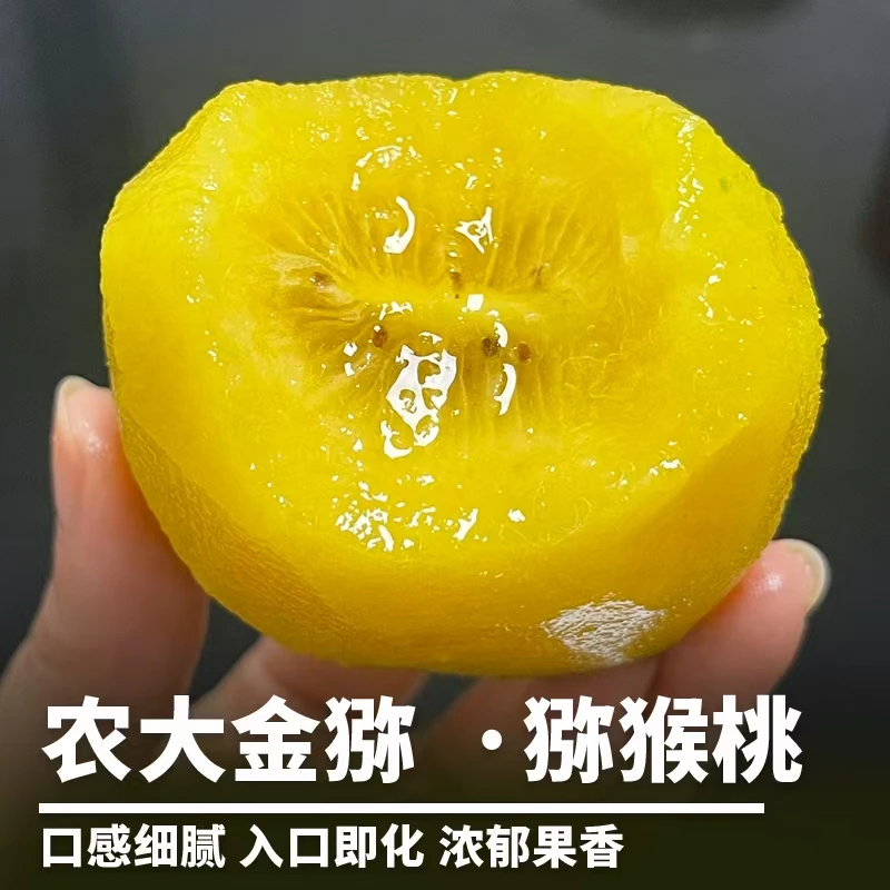 新品种农大金猕黄心猕猴桃新鲜现摘香甜水果孕妇水果汁水充盈