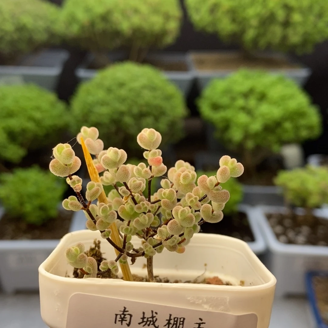 768莱斯枝干番杏