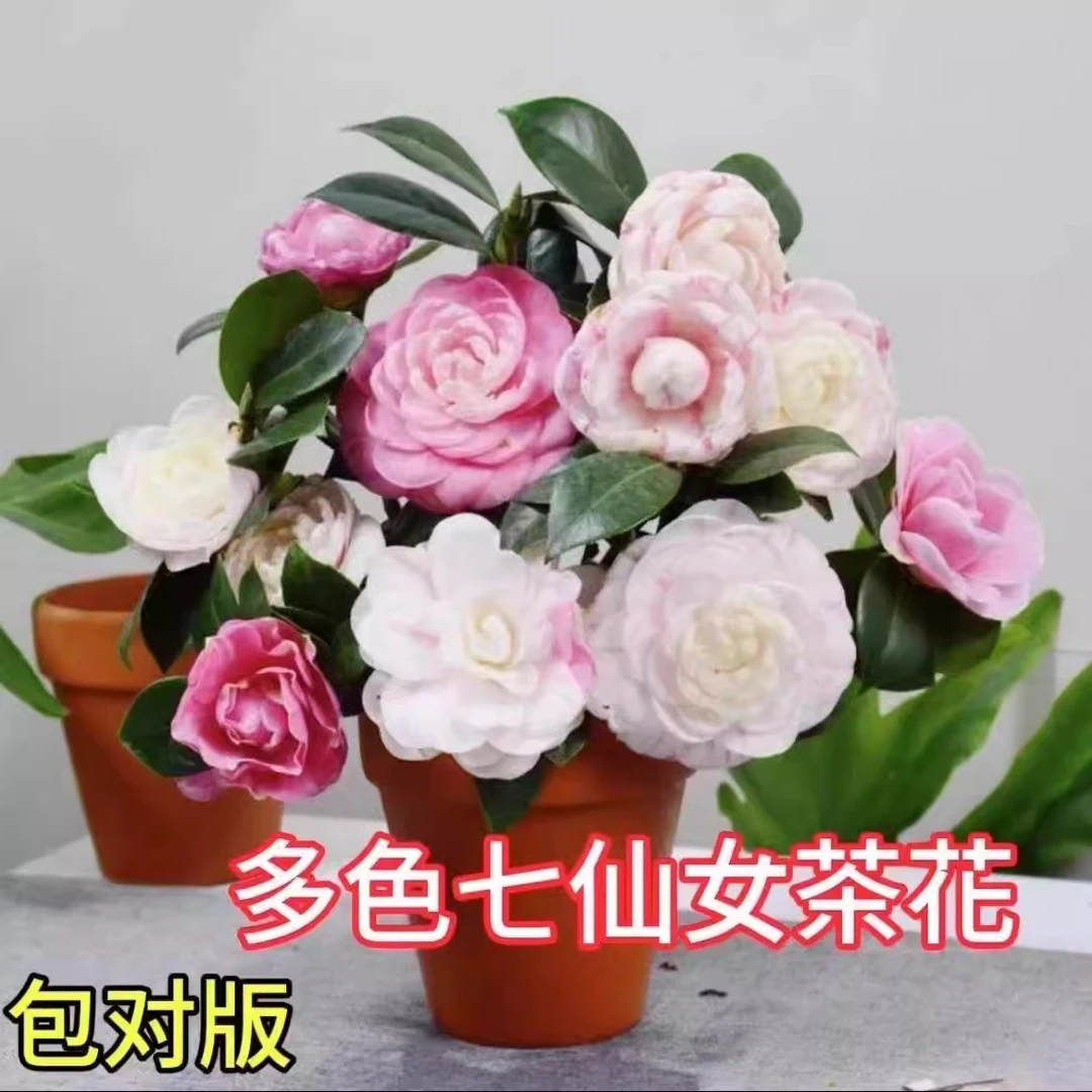 七仙女山茶花多色包对版耐寒好养活四季茶花绿植