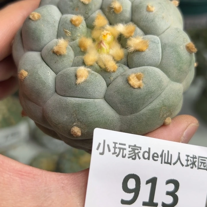 913可节后发货 可帮发根