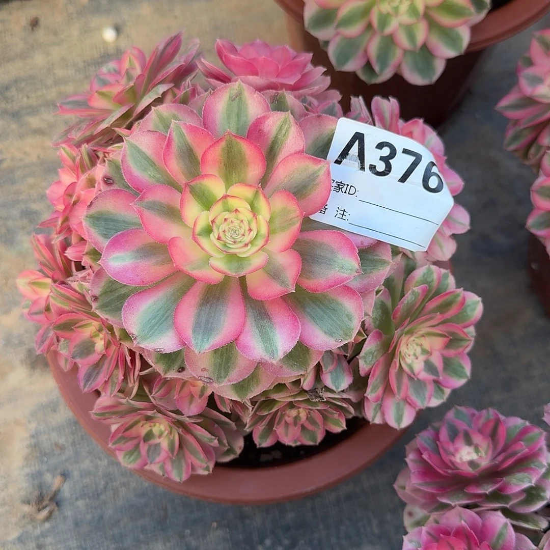 倾城多肉法师a376