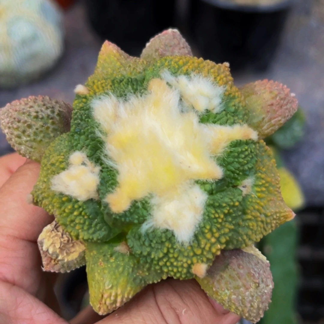 无花朵福利大尤细密尤菜花牡丹锦650