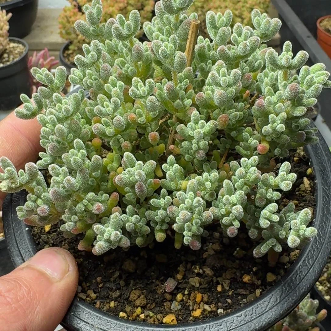 Q*冰晶福利 多肉植物枝干